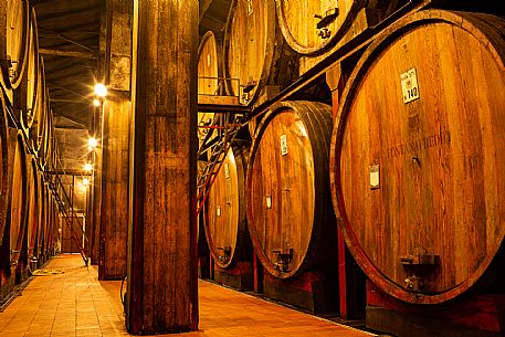 Cellar - Barrels - Wine